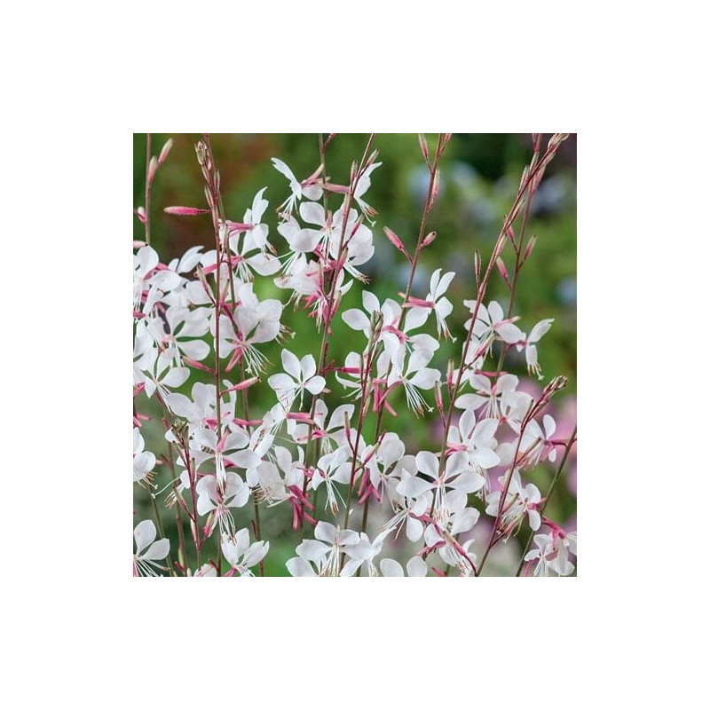 Gaurė, lindheimerio 'Whirling Butterflies' /Gaura lindheimeri/ - P9 kont.