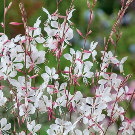 Gaurė, lindheimerio 'Whirling Butterflies' /Gaura lindheimeri/ - P9 kont.