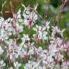 Gaurė, lindheimerio 'Whirling Butterflies' /Gaura lindheimeri/ - P9 kont.