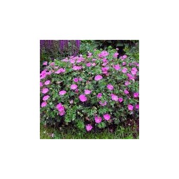 Geranija, kraujažiedė 'Max Frei' /Geranium sanguineum/ - P9 kont.