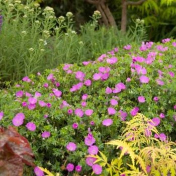 Gandrene, asinssārtā 'Max Frei' /Geranium sanguineum/ - P9 kont.