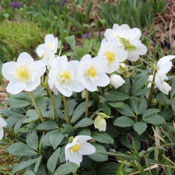 Rože, kalėdine /Helleborus...