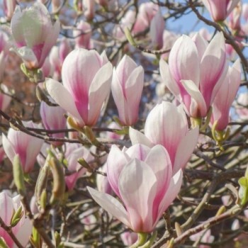 Sulanža magnolija- 60-80cm.