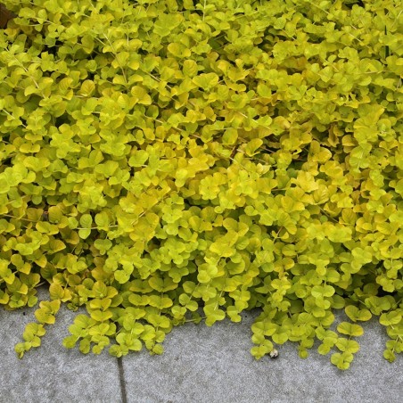 zeltene-p-avas-aurea-lysimachia-nummularia-p9-kont