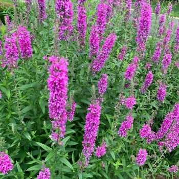 Vējmietiņš, vītolu 'Robert' /lythrum salicaria/ - C2 kont.