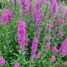 Raudoklė, paprastoji 'Robert' /lythrum salicaria/ - P9 kont.