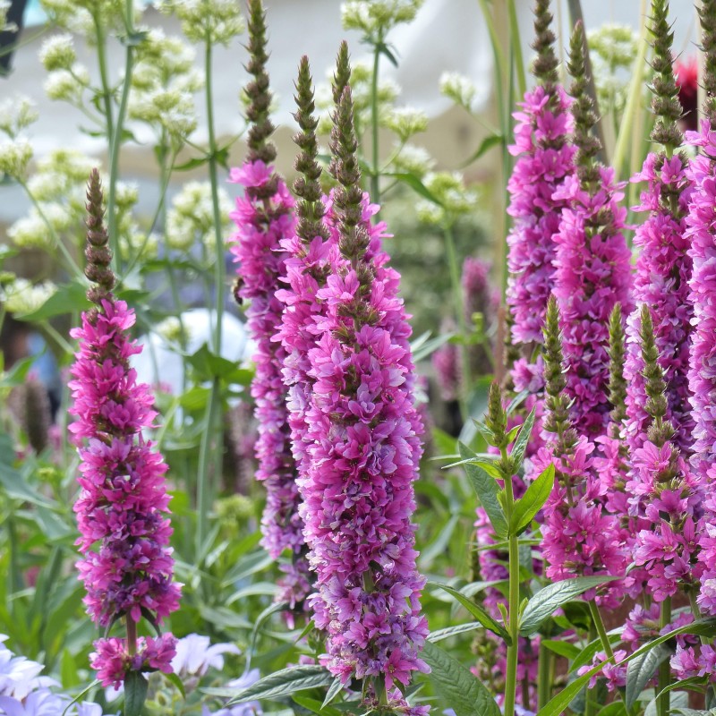 Vējmietiņš, vītolu 'Robert' /lythrum salicaria/ - C2 kont.