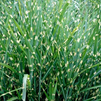 Miskantas, Kinų 'Strictus' /Miscanthus sinensis/ - P9 kont.