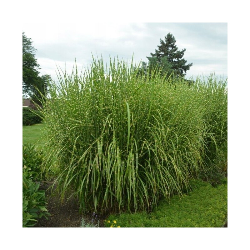 Miskantas, Kinų 'Strictus' /Miscanthus sinensis/ - P9 kont.