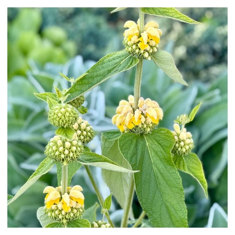 Fliomė, ruselo /Phlomis russeliana/ - P9 kont.