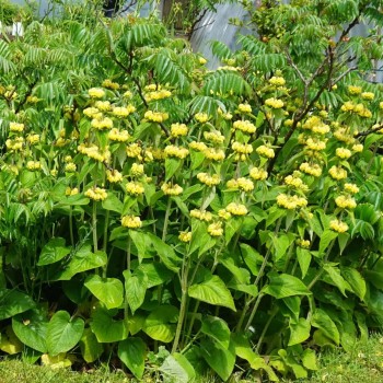 Fliomė, ruselo /Phlomis russeliana/ - P9 kont.
