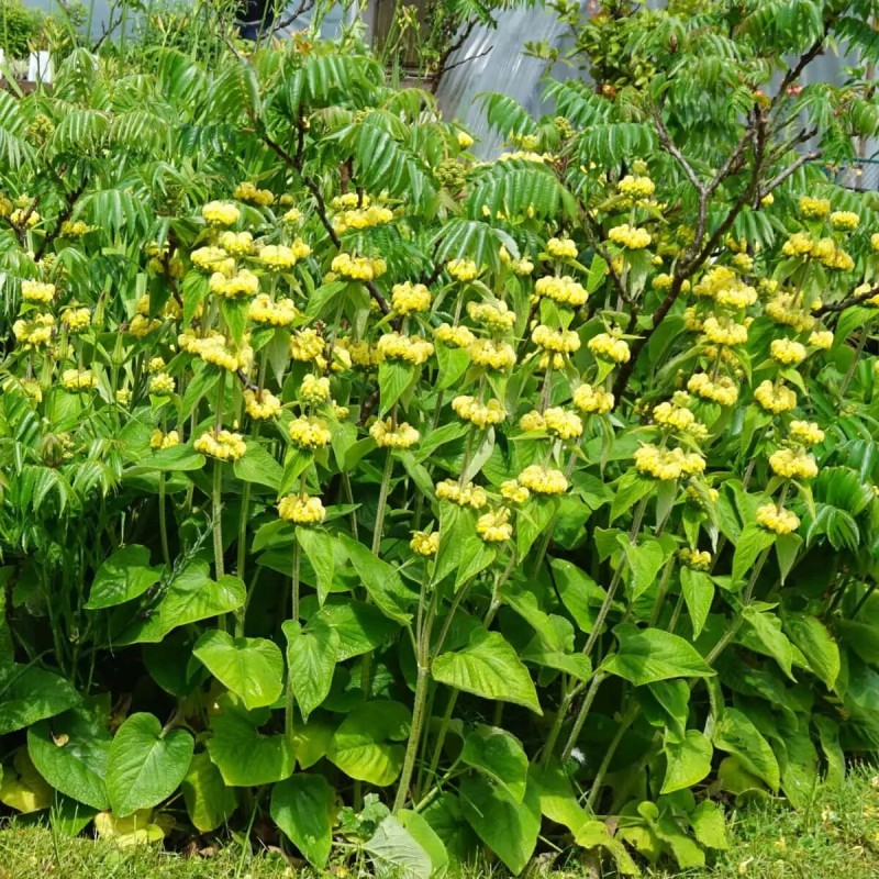 Fliomė, ruselo /Phlomis russeliana/ - P9 kont.
