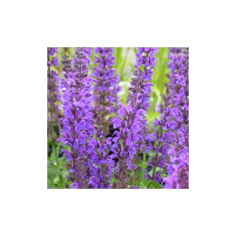 Salvija, birztalas ,Mainacht' /Salvia nemorosa/ - P9 kont.