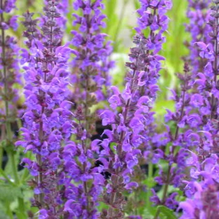 Šalavija, pievinė ,Mainacht' /Salvia nemorosa/ - P9 kont.
