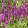Šalavija, pievinė ,Pink Beauty' /Salvia nemorosa/ - P9 kont.