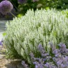 Salvija, birztalas ,Schneehügel' /Salvia nemorosa/ - P9 kont.