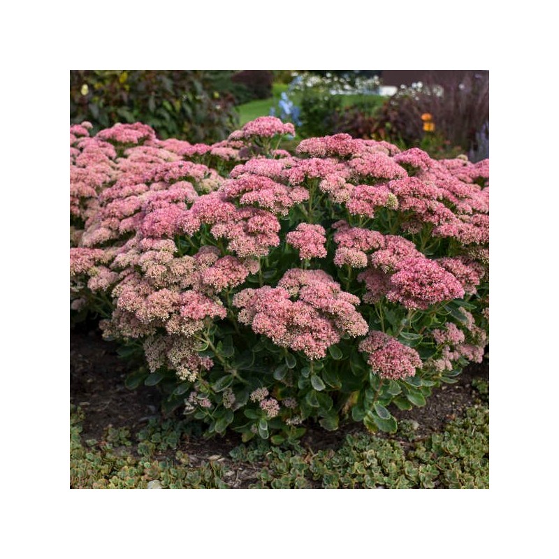 Girininkė, paprastoji 'Herbstfreude' /Sedum telephium/ - P9 kont.