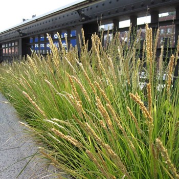 Seslērija, rudens /sesleria...