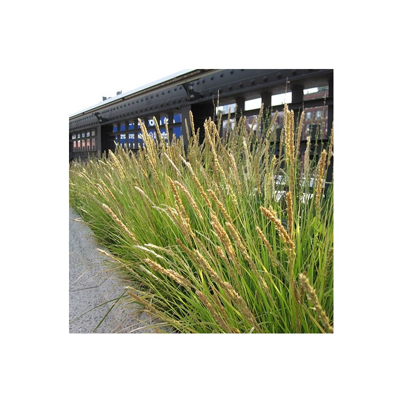 Seslērija, rudens /sesleria autumnalis/ - P9 kont.