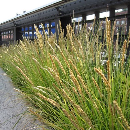 Seslērija, rudeninė /sesleria autumnalis/ - P9 kont.