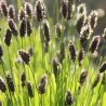 Seslerija, heuflerio /sesleria heufleriana/ - P9 kont.