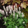 Tiarella, verija /Tiarella wherryi/ - P9 kont.