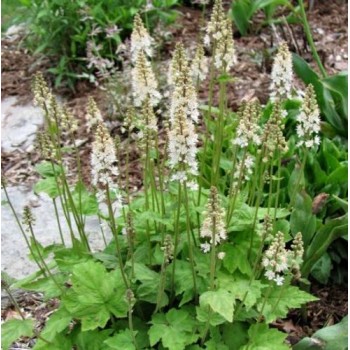 Tiarella, verija /Tiarella wherryi/ - P9 kont.