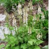 Tiarella, verija /Tiarella wherryi/ - P9 kont.