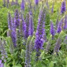 Veronika, vārpu 'Nana Blauteppich' /Veronica spicata/ - P9 kont.