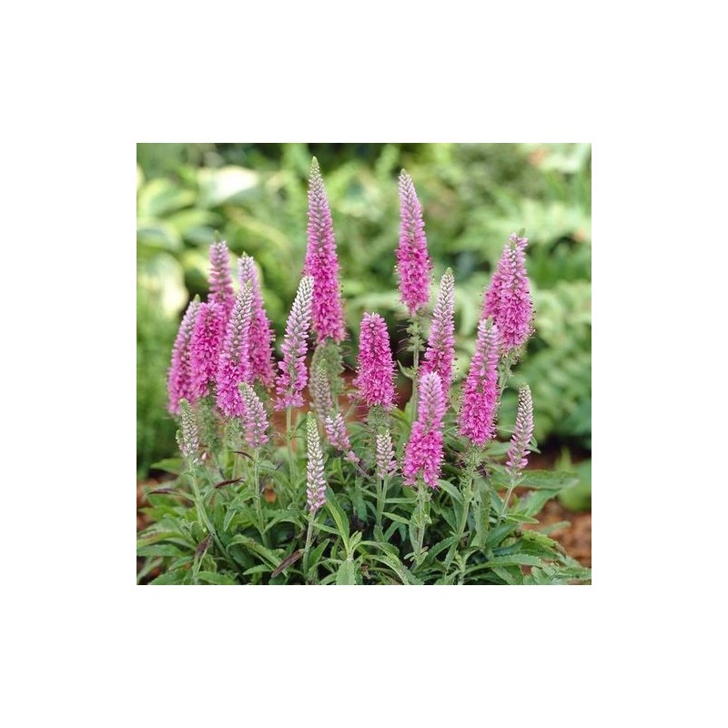 Veronika, varpinė 'Rosa Zwerg' /Veronica spicata/ - P9 kont.