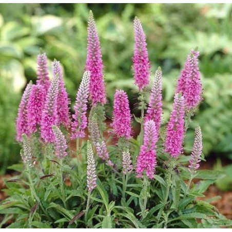 Veronika, vārpu 'Rosa Zwerg' /Veronica spicata/ - P9 kont.