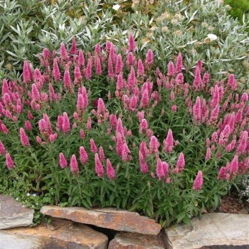 Veronika, vārpu 'Rosa Zwerg' /Veronica spicata/ - P9 kont.