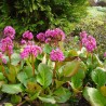 Bergenija, sirdialapė /Bergenia cordifolia/ - P9 kont.