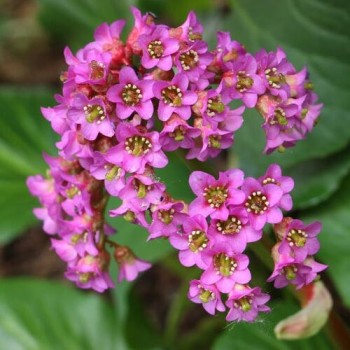 Bergēnija, sirdslapu /Bergenia cordifolia/ - P9 kont.