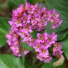 Bergēnija, sirdslapu /Bergenia cordifolia/ - P9 kont.