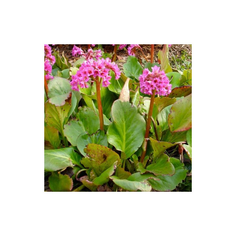 Bergenija, sirdialapė /Bergenia cordifolia/ - P9 kont.