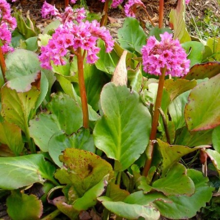 Bergēnija, sirdslapu /Bergenia cordifolia/ - P9 kont.