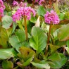 Bergenija, sirdialapė /Bergenia cordifolia/ - P9 kont.