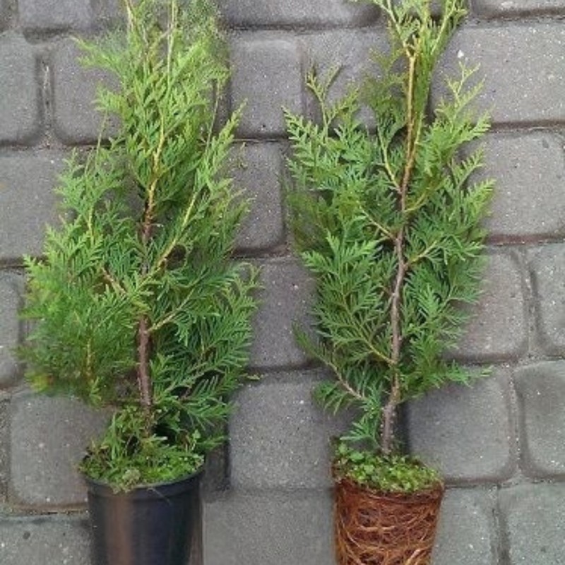 Tūja, rietumu ,,Brabant,, /thuja occidentalis/ - 0.7l kont., 40-60cm.