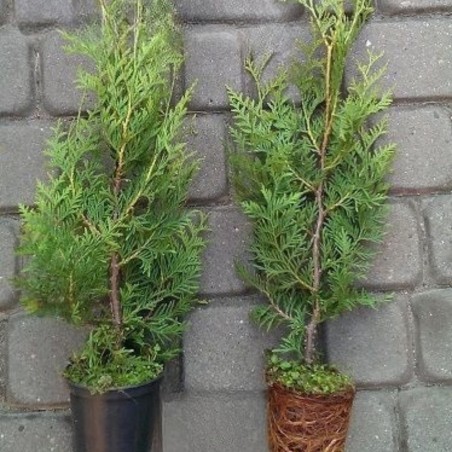Tūja, rietumu ,,Brabant,, /thuja occidentalis/ - 0.7l kont., 40-60cm.