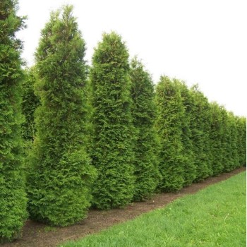 Tūja, rietumu ,,Brabant,, /thuja occidentalis/ - 0.7l kont., 40-60cm.