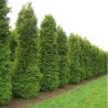Tūja, rietumu ,,Brabant,, /thuja occidentalis/ - 0.7l kont., 40-60cm.