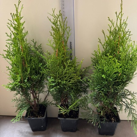 Tūja, rietumu ,,Smaragd,, /thuja occidentalis/ - P9 kont.