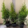 Tūja, rietumu ,,Smaragd,, /thuja occidentalis/ - P9 kont.