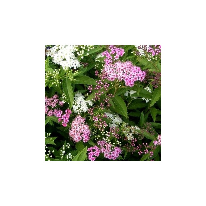 Spireja, Japānas "Genpei" ("Shirobana") /Spiraea japonica/ - P9 kont.