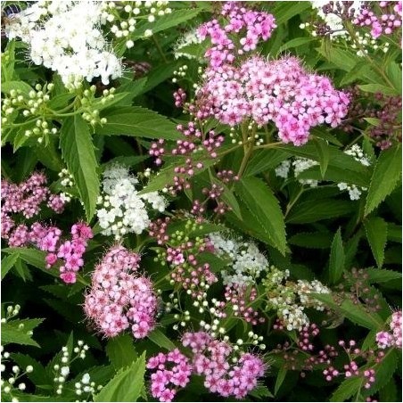 Lanksva, japoninė  "Genpei" ("Shirobana") /Spiraea japonica/ - P9 kont.