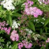 Lanksva, japoninė  "Genpei" ("Shirobana") /Spiraea japonica/ - P9 kont.