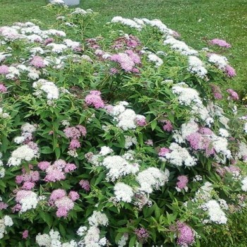 Lanksva, japoninė  "Genpei" ("Shirobana") /Spiraea japonica/ - P9 kont.