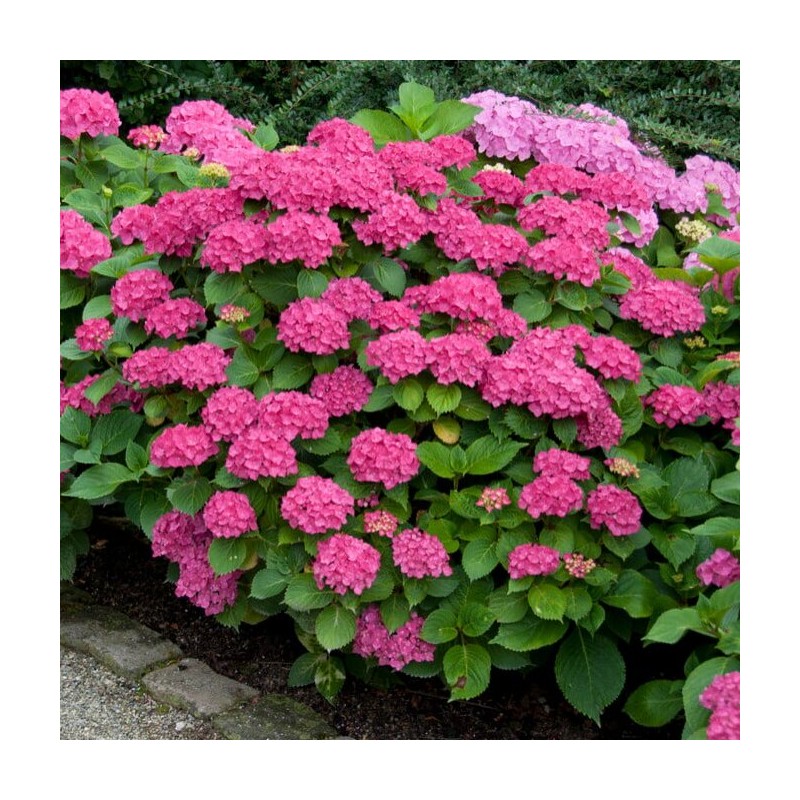 Hortenzija, liellapu 'Leuchtfeuer' /hydrangea macrophylla/ - P9 kont.