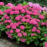 Hortenzija, liellapu 'Leuchtfeuer' /hydrangea macrophylla/ - P9 kont.